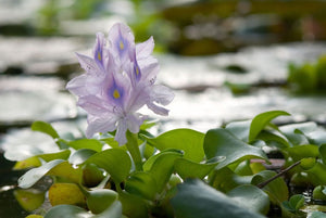 The Sustainability Story of Water Hyacinth — From Weed to Home Essential